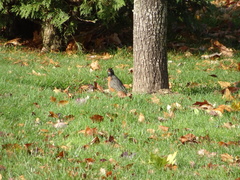 Turdus migratorius