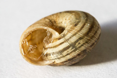 Backeljaia gigaxii