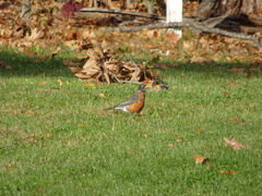 Turdus migratorius