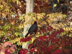 Turdus migratorius