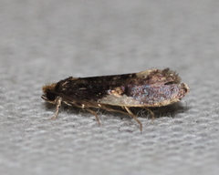 Monopis spilotella