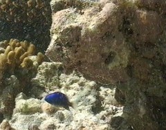 Pomacentrus caeruleus