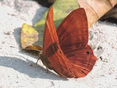 Abisara bifasciata