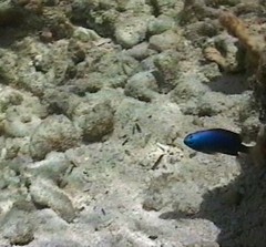 Pomacentrus caeruleus