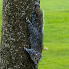 Sciurus carolinensis