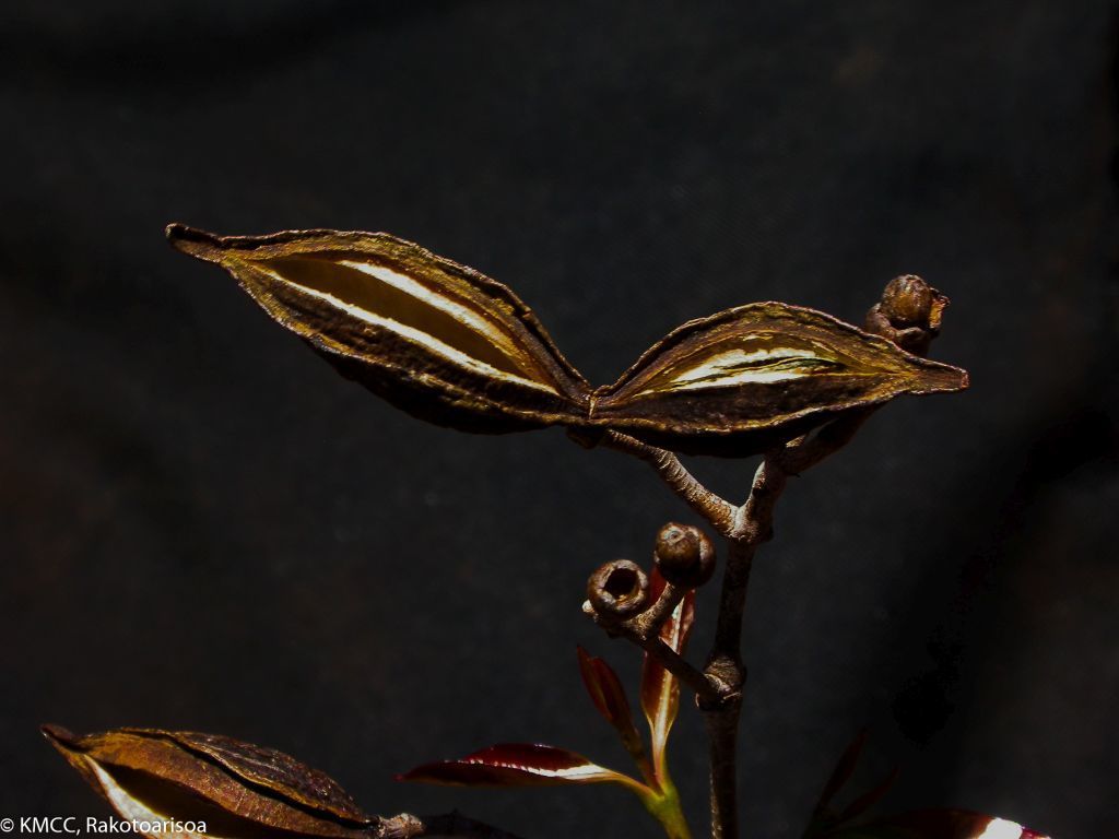 Stephanostegia