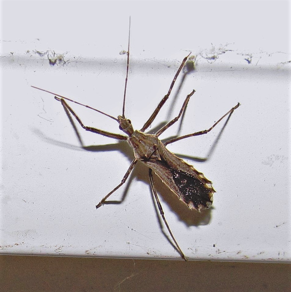 Atrachelus cinereus