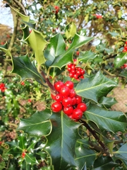 Ilex aquifolium