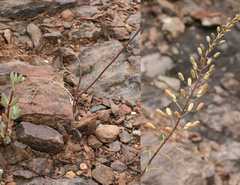 Bulbine filifolia