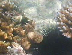 Chrysiptera biocellata