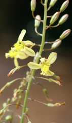 Bulbine filifolia