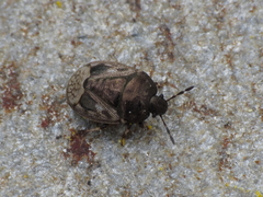 Crocistethus waltlianus