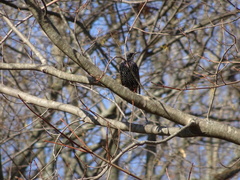 Sturnus vulgaris