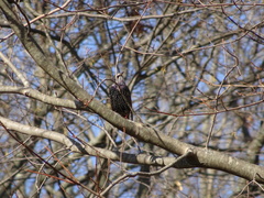 Sturnus vulgaris