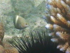 Chrysiptera biocellata