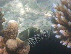 Chrysiptera biocellata