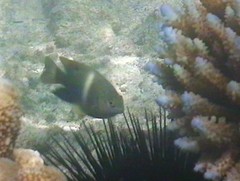 Chrysiptera biocellata