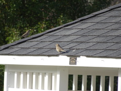 Haemorhous mexicanus