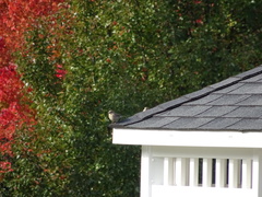 Haemorhous mexicanus