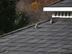 Haemorhous mexicanus