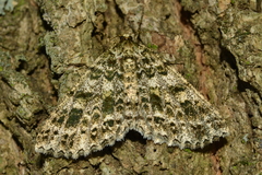 Ennominae