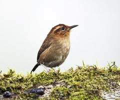 Troglodytes solstitialis