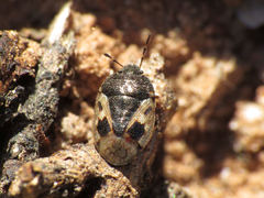 Crocistethus waltlianus