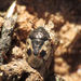 Crocistethus waltlianus - Photo (c) Simon Oliver, algunos derechos reservados (CC BY-NC), subido por Simon Oliver