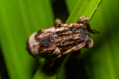 Sthenias tonkineus