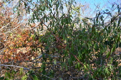 Ximenia americana