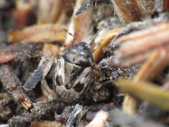 Crocistethus waltlianus