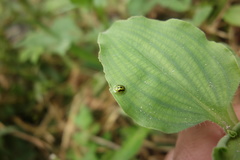 Cassida circumdata