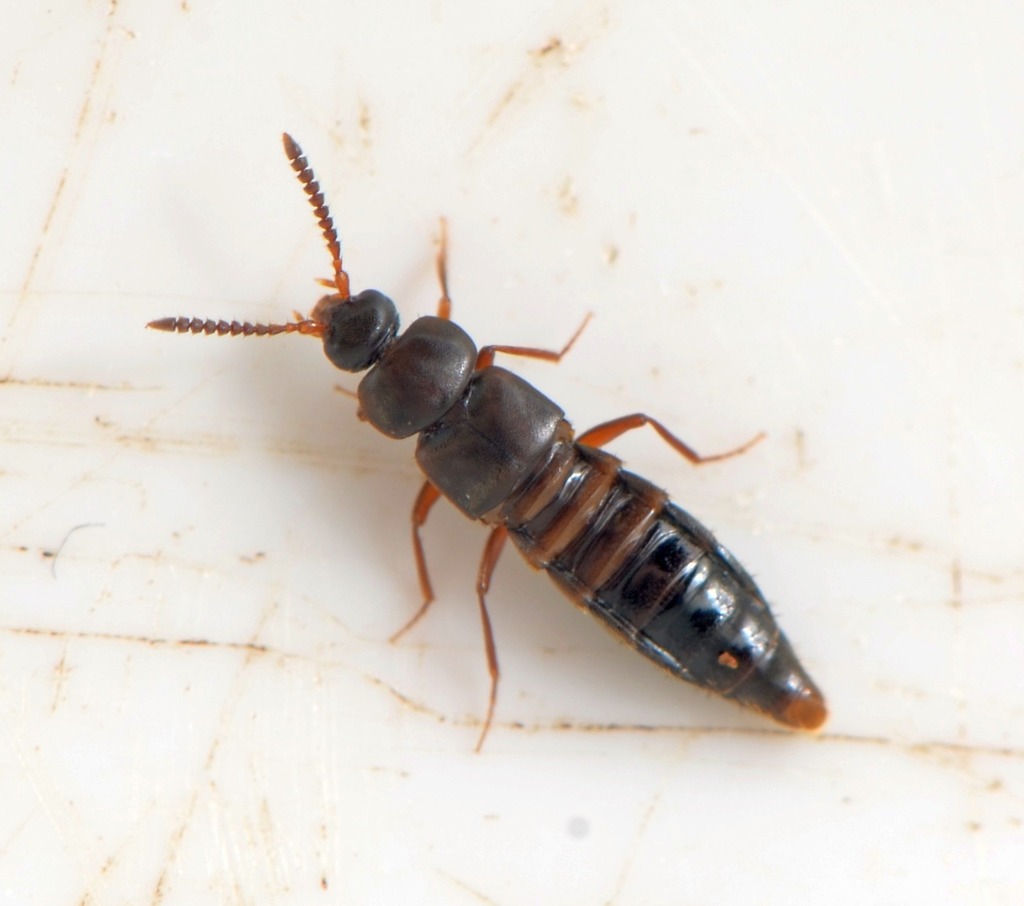 Pella laticollis