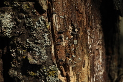 Resupinatus trichotis