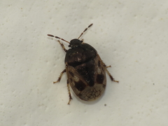 Crocistethus waltlianus