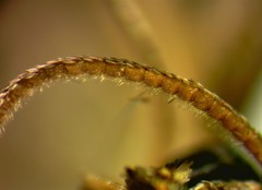 Xanthorhoe packardata