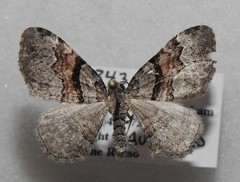 Xanthorhoe packardata