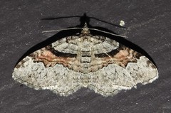 Xanthorhoe packardata