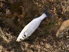 Dicentrarchus punctatus