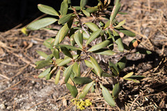 Chrysolepis sempervirens