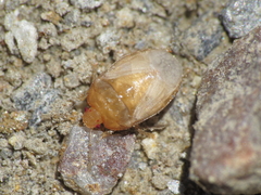 Crocistethus waltlianus