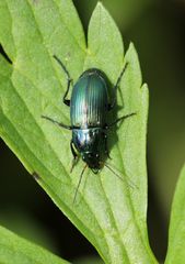Poecilus versicolor