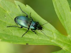Poecilus versicolor