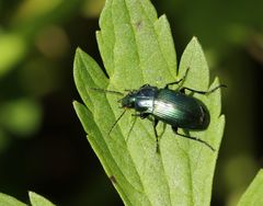 Poecilus versicolor