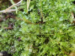 Syntrichia montana
