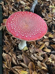 Amanita muscaria