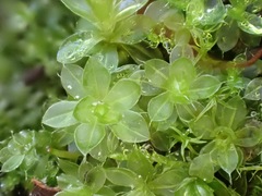 Syntrichia montana