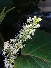 Reynoutria × bohemica