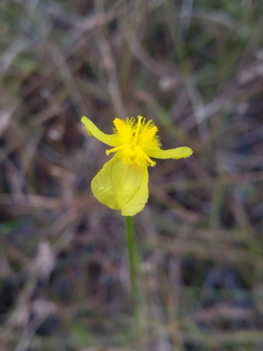 Image of Xyris stenotera by (c) Scott Ward, some rights reserved (CC BY)