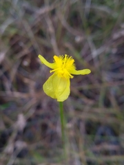 Xyris stenotera